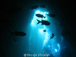 Wide angle shot of fish inside of 1st Cathedral off Lanai... by Nicole Shrader 